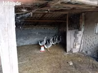 Geese — الصورة 2