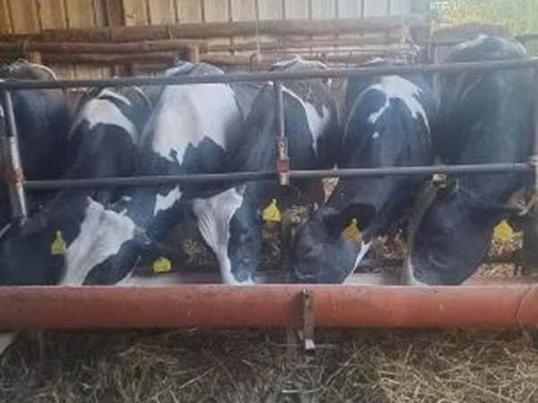 Vache, Russian Black pied cattle — Hongrie