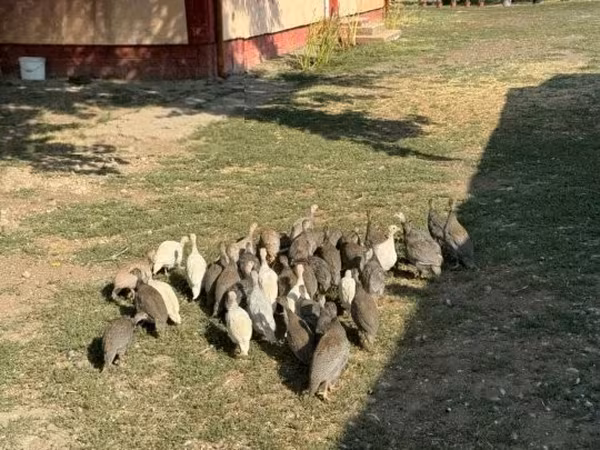 Guinea fowl — Macarıstan