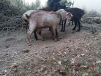 Cabras (lote, sexo não especificado), Cabras — foto 2