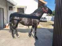 Égua, Cavalos — foto 6