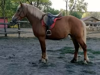 Kobyła, Haflinger — zdjęcie 3