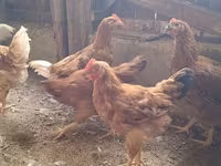 Chickens — zdjęcie 2