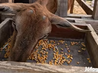 Cabra, Alpine goat — foto 2