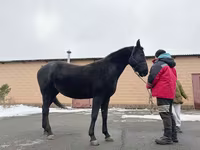 Kobyła, Akhal-Teke — zdjęcie 2