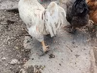 Chickens — fotografija 4