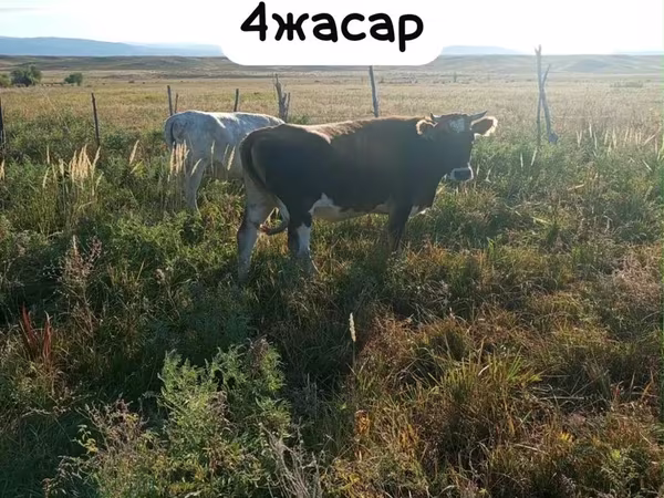 İnək, Latvian Blue cattle
