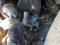 Chickens — 写真 1