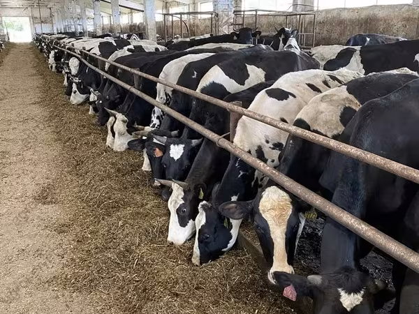 Krava, Yaroslavl cattle
