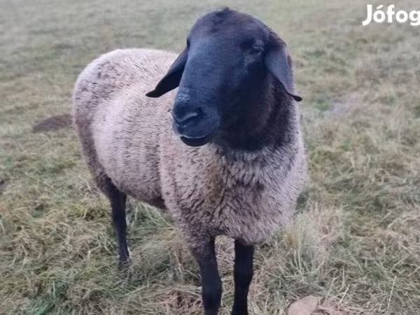 Carnero, Tsigai sheep