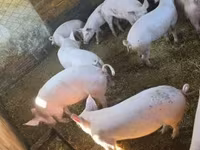 Eber, Schweine — Foto 3
