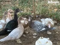 Ducks — 照片 1