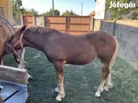 Caballo, Caballos — foto 6