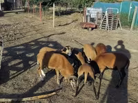 公羊, Cameroon sheep — 照片 1