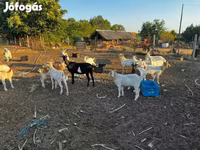母山羊, Goats — 照片 3