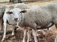 Widder, Dorper sheep — Foto 3