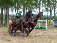 Cheval, Nonius horse — photo 6