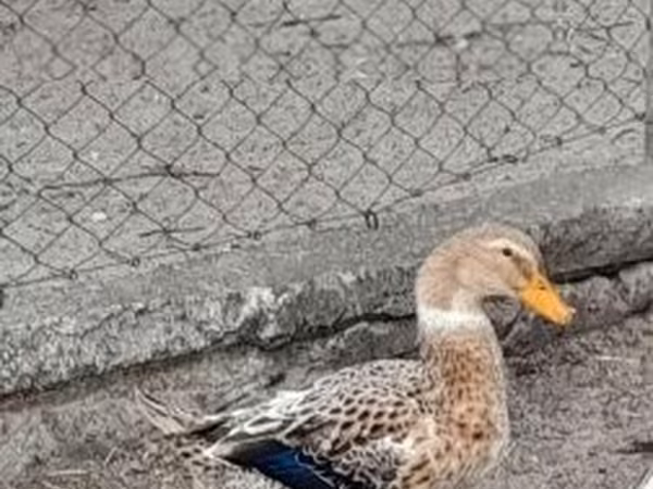 Ducks — Hungria
