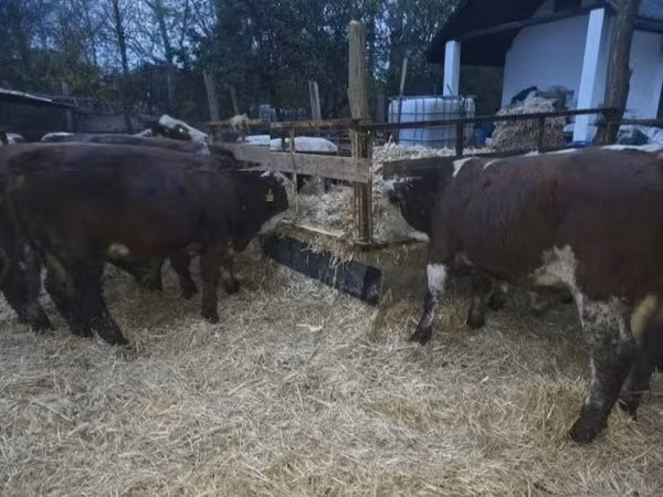 Byk, Simmental cattle
