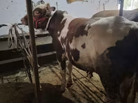 Bik, Ukrainian Red Pied Dairy cattle — fotografija 1