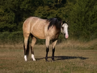 Kobyła, Quarter Horse — zdjęcie 2