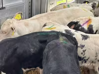 Goveda (partija, pol nije naveden), Simmental cattle — fotografija 2