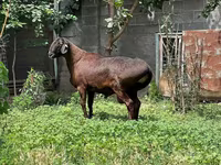 Qoʻchqor, Qoʻylar — 2-rasm