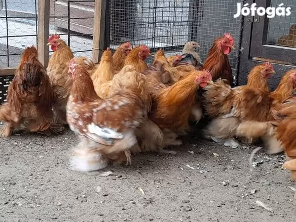 Bantam Pekín