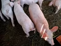 خنزير ذكر, الخنازير — الصورة 4