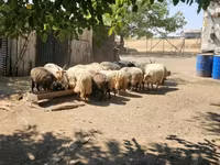 Qoç, Racka sheep — foto 4