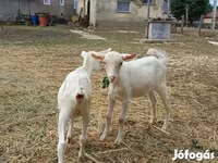 Cabro, Cabras — foto 4