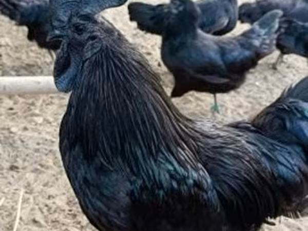 Ayam Cemani