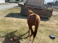 Pastuv, Chilean horse — fotografija 3