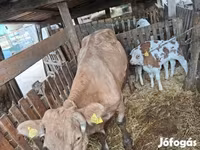 雌牛, Simmental cattle — 写真 3