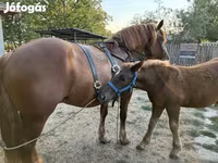 Horse (M), Hungarian horse breed — photo 5