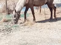 Chevaux (lot, sexe non indiqué), Chevaux — photo 3