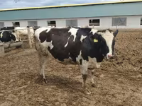Krava, Russian Black pied cattle — fotografija 5
