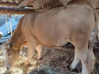 Сиыр, Simmental cattle — 1-сурет