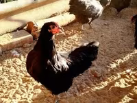 Australorp — zdjęcie 6