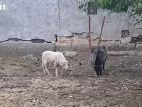 Ram, Merino sheep — photo 3