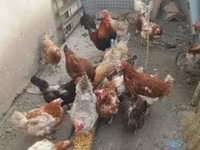 Chickens — फ़ोटो 4