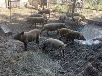 सूअर (लॉट, लिंग निर्दिष्ट नहीं), Мангалица — फ़ोटो 1