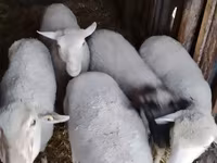 Widder, Merino sheep — Foto 1