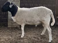 Ovan, Dorper sheep — fotografija 3