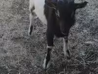 公山羊, Nigerian dwarf goats — 照片 1