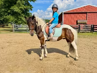 Pastuv, Pinto horses — fotografija 4