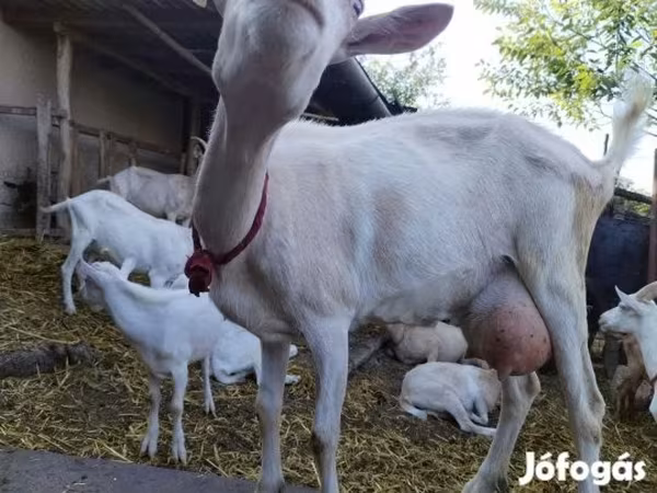 Ziege, Saanen goat