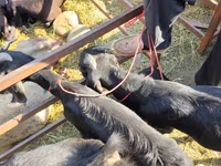 Jarac, Beetal goats — fotografija 1