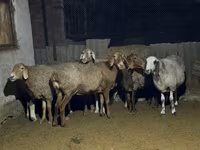雌羊, Arashan sheep — 写真 3
