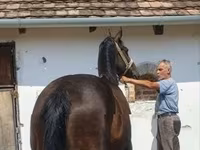 Égua, Cavalos — foto 4
